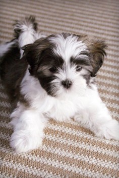 This is my little buddy, Benji when he was a puppy. He is a Shih Tzu and Maltese mix (Majority Shih Tzu)