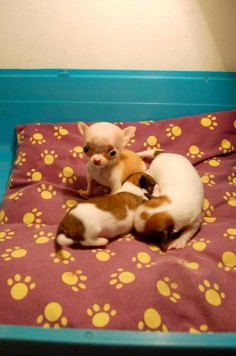 This is my new chihuahua puppies. They will be GIzmo's friend in the future. XD