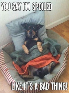 This is soooooo my dog. She acts as if being spoiled is her birthright. But I created the monster so I can't say much!