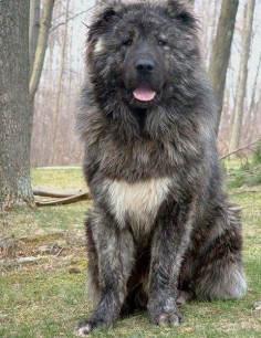 This is the Dream Dog. The breed is called a Caucasian Mountain Dog, and this is one of the sires from Esquire Caucasians at (get this) NINE MONTHS OLD. He hasn't hit his full growth yet. Holy crap batman.