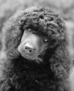 .This is the most beautiful poodle I have ever seen.