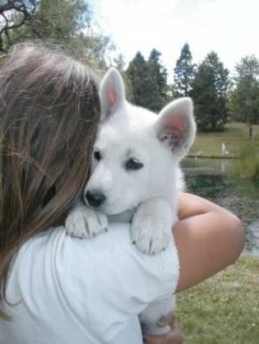 This is the only thing I want EVER! White German Shepard