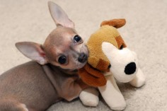 This is the toy dog that came with Biggie from his breeder - he loves this dog!  They were about the same size when we got him.