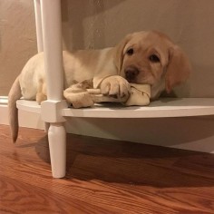 This Lab found the perfect hiding spot!