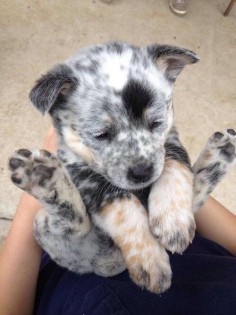 This little bundle of puppy. | 44 Baby Animals Who Are Made Of Actual Sunshine