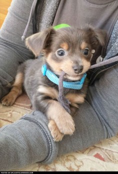 This little guy is a Chihuahua-Dachshund mix and weighs a whole 3 pounds