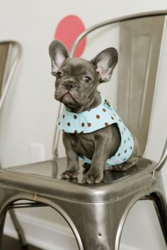 This little polka dot vest is *almost* as cute as this adorable little puppy!