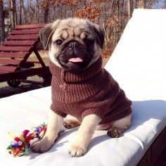 This little pug is so cute. I love him in that little sweater.