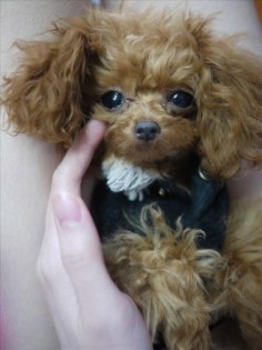 This little red-head is a 1 year old teacup poodle and she's only 5-1/2" tall. So adorable!