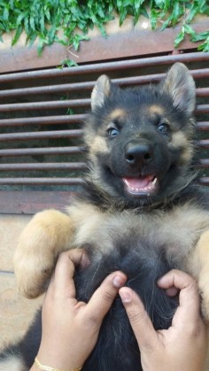This little TICKLE MONSTER. | 18 German Shepherd Puppies Who Need To Be Snuggled Immediately