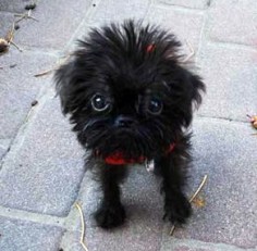 This maybe my next  brussels griffon