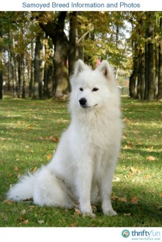 This page contains Samoyed breed information and photos. The Samoyed breed gets its name from the Samoyedic peoples of Siberia. They were originally bred as working and herding dogs, but make excellent companion dogs.