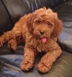 This precious redhead, a 4-month-old goldendoodle named Jovie, came into her furever home on 4/09 and brings much joy to her family. Her Comfy sitter is helping the family with potty breaks and leash training, and will help with basic manners training. Welcome to your new home and to the comfy family, Jovie! 4/2015