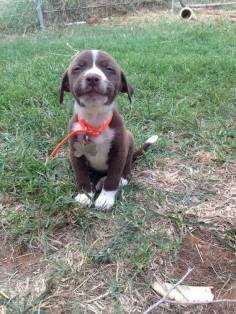 This proud pit puppy. | 42 Of The Most Important Puppies Of All Time