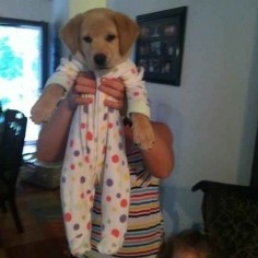 This puppy in a onesie.