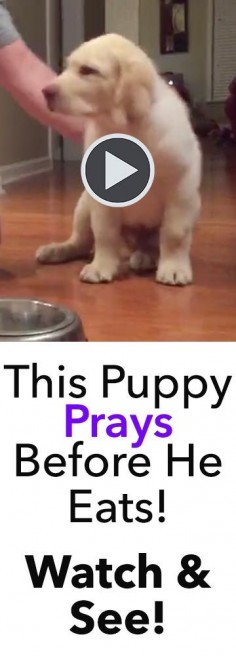 This puppy prays before he eats, and it's absolutely adorable! How do I teach my dog to do this trick? :)