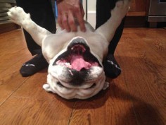 This smiley ham. | 31 Photos That Prove Bulldogs Are Beautiful