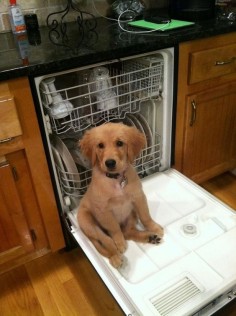 This very fuzzy helper. | 17 Puppies Being Absolute Delights