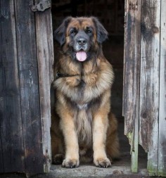This week on Meet the Giants - the Leonberger! Head over to the blog to read all about this gorgeous gentle giant!