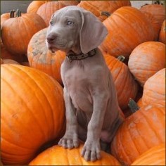 This Weimaraner puppy is going my fiance and my first dog together :) We are going to name him Hunter