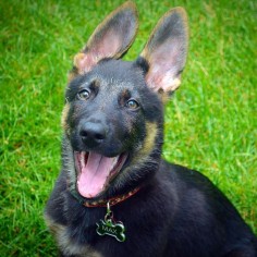 Those ears get us every single time. GSD puppies are the cutest.