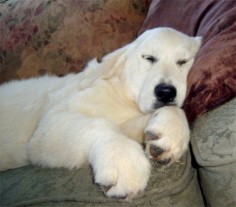those paws! Dog or Polar bear? My husband was just commenting on how much our new puppy looks like a Polar Bear!