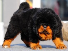 Tibetan Mastiff Dog Facts, Pictures and More
