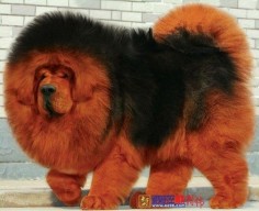 Tibetan Mastiff #dog #mastiff #animal