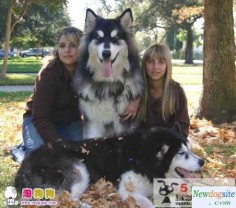 Tibetan Mastiff-Siberian Husky mix: huge dogs - I guess this is what would happen if I combined my TM and husky