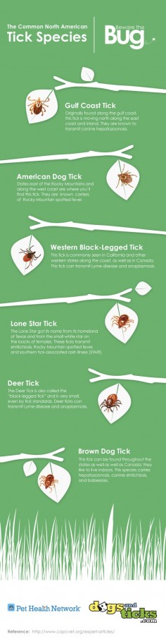 Ticks are pesky little bugs that carry a variety of diseases that affect both animals and humans. Ticks are almost so common that people forget about them, and the real risks they carry. The truth is ticks are a threat no pet parent should ignore. Don’t believe me? Well, if you’re up for a Halloween fright, check out these freaky tick stories. You definitely won’t be forgetting about ticks after this. Read on, if you dare…  #pethealthnetwork #ticks #dogsandticks