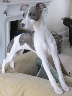 Tilly, a lovely whippet puppy