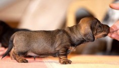 Tiny bundle of love, dachshund