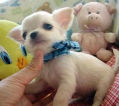 Tiny Chihuahua!