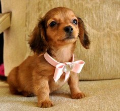 Tiny Mini Dachshund  cute