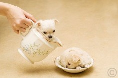 Tiny puppies.