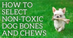 To know whether a dog bone or chew is good for your dog, you have to check the size, density, and ingredients of the product.