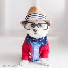 Toby LittleDude the dog is one hipster everyone's falling in love with.