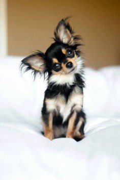 too cute! #dogs #pets #Chihuahuas
