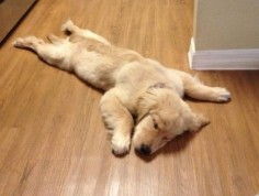 Too much fetch. Must sleep. | Community Post: 61 Times Golden Retrievers Were So Adorable You Wanted To Cry