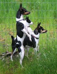 Too smart! #Rat #Terrier "i saw them trespassing YESTERDAY too!!"