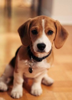 Top 5 Longest living dog breeds The Beagle is a breed of small to medium-sized dog. A member of the hound group, it is similar in appearance to the foxhound, but smaller with shorter legs and longer, softer  average life span of a Beagle is around 12-15 