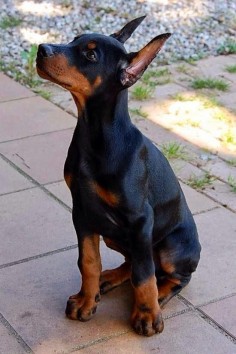 Top 5 Smartest Dog Breeds and Doberman is 3rd on the list. This do be pup so  I knew what my Mocha was like as a pup, cuteness and personality.