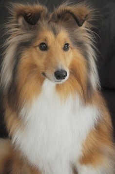 Top 5 smartest dogs in the  looks just like the last sheltie we had. . They are so sweet .