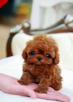 Top 5 Sweetest Teacup puppies you have ever seen