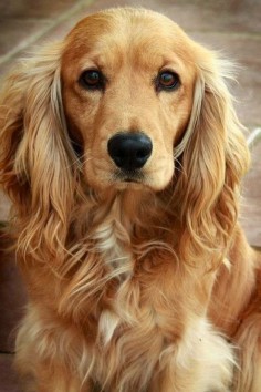 Top 6 Best Dog Breeds for Anxiety Patients; cutieeee!! ♡☮✨