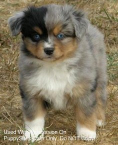 toy australian shepard. possibly the cutest breed ever