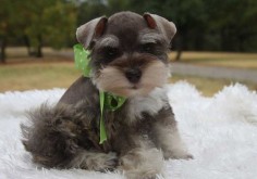 Toy Miniature Schnauzers | Toy, Teacup and Miniature Schnauzer Puppies For Sale - Oklahoma