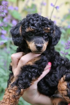 toy poodle adorable!