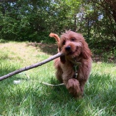 “Tra la la la la, I have a stick and it is mine!” | 17 Dogs Who Are Very Proud Of The Stick They Found