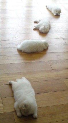 trail of puppies